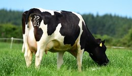 Small reshuffle for Friesians and stability for Jersey and Ayrshire breeds